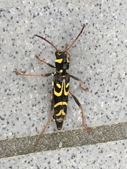 Clytus tropicus