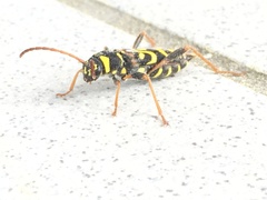 Clytus tropicus