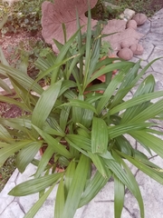 Bletilla striata