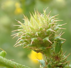 Berkheya echinacea