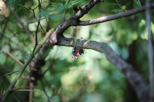 Red Admiral