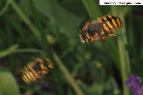 Anthidium kashgarense