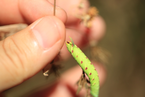 Lime Hawkmoth