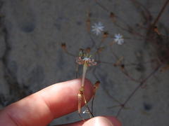 Silene portensis, photograph (c) Duarte Frade, some rights reserved (CC BY)