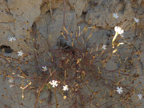 Silene portensis, photograph 6