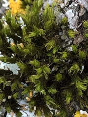 Lewinskya elegans