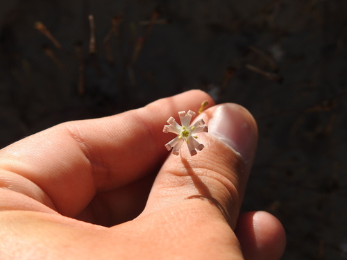 Silene portensis, photograph 4