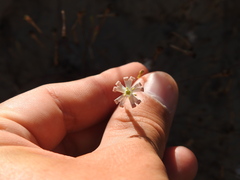 Silene portensis, photograph (c) Duarte Frade, some rights reserved (CC BY)