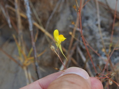 Linaria spartea, photograph (c) Duarte Frade, some rights reserved (CC BY)