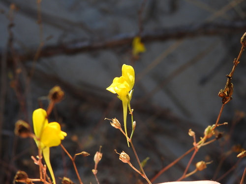 Linaria spartea, photograph 5