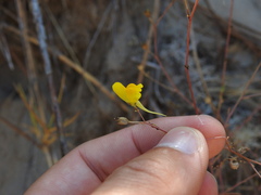 Linaria spartea, photograph (c) Duarte Frade, some rights reserved (CC BY)