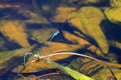 Pseudagrion microcephalum