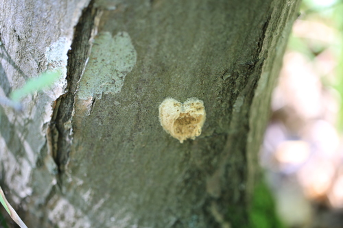 Spongy Moth