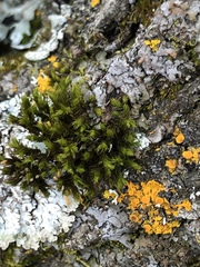 Lewinskya elegans