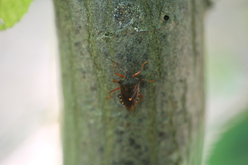 Forest Bug