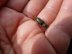 Actenicerus siaelandicus