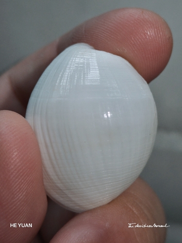 Atys naucum observed 2026-08-22