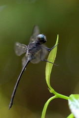 Pornothemis serrata