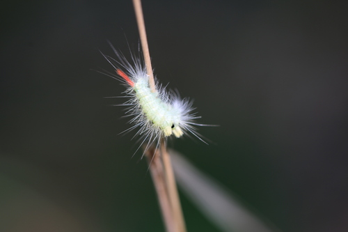 Pale Tussock Moth
