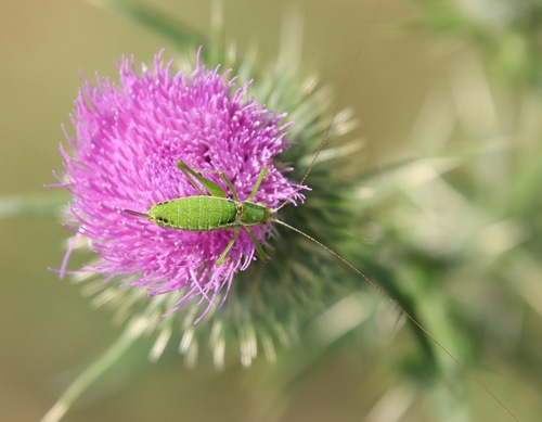 Striped Bush-cricket
