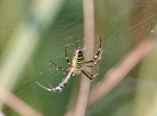Wasp Spider