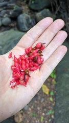 Anthurium hacumense, photograph (c) Yu, some rights reserved (CC BY-SA)