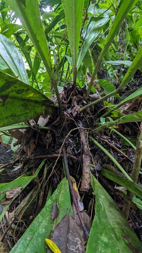 Anthurium hacumense, photograph 2