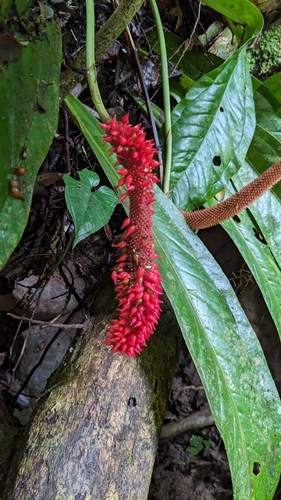 Anthurium hacumense, photograph 3