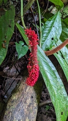 Anthurium hacumense, photograph (c) Yu, some rights reserved (CC BY-SA)