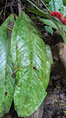 Anthurium hacumense, photograph (c) Yu, some rights reserved (CC BY-SA)