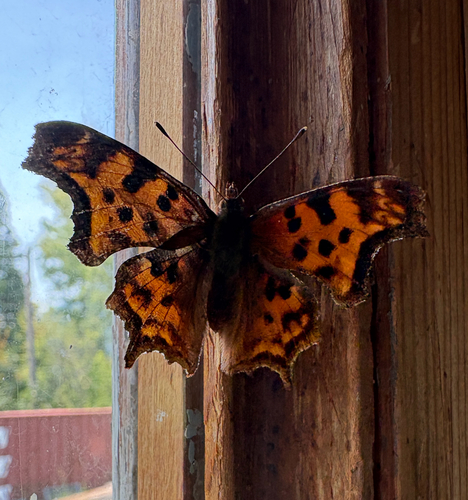 Satyr Comma