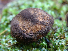 Elaphomyces muricatus