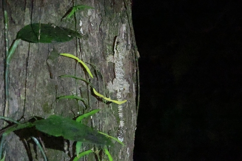 Gekko kuhli observed 2026-08-22