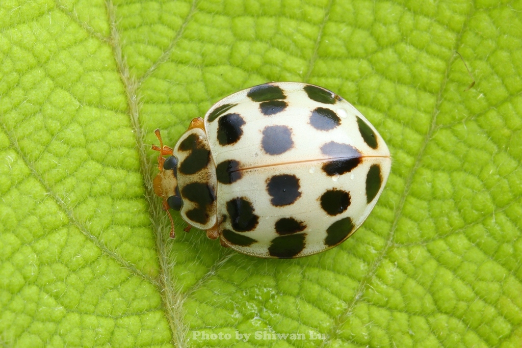 Harmonia eucharis