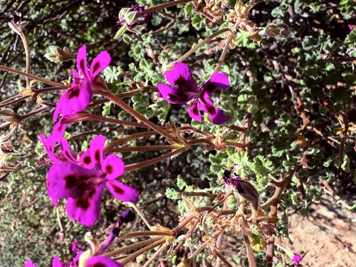 Pelargonium magenteum
