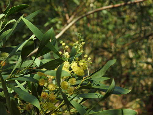 Acacia provincialis, photograph 3