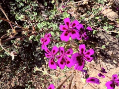 Pelargonium magenteum, photograph (c) Christina, some rights reserved (CC BY)