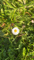 Bellis perennis
