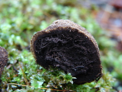 Elaphomyces muricatus