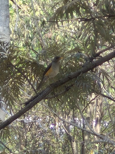 African Thrush
