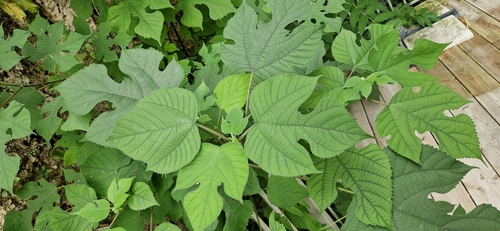 Paper mulberry