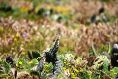 Artemisiospiza belli clementeae