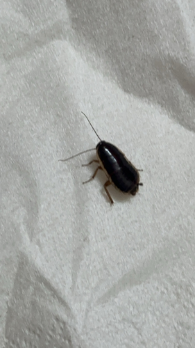lobe-winged cockroach