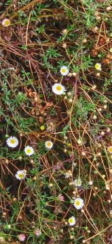 Mexican Fleabane