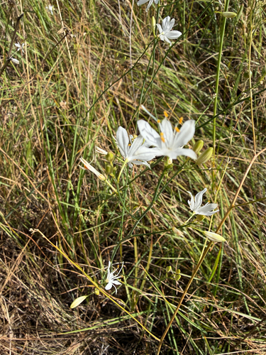 Branched St Bernard's Lily