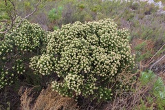 Phylica buxifolia