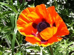 Papaver orientale