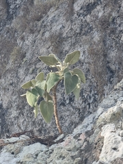Sideritis candicans, photograph (c) Vítor Jorge, some rights reserved (CC BY)
