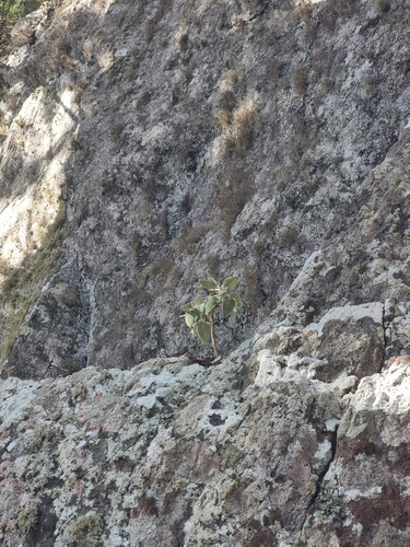 Sideritis candicans, photograph 6