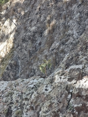 Sideritis candicans, photograph (c) Vítor Jorge, some rights reserved (CC BY)
